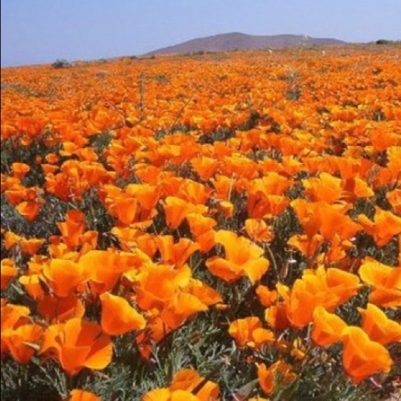 Meet your Posher - Picture 6 of 8